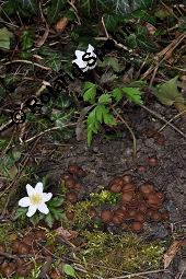 Anemonenbecherling, Dumontinia tuberosa, Sclerotinia tuberosa, Dumontinia tuberosa, Sclerotinia tuberosa, Anemonenbecherling, Ascomycet, Fruchtkörper und Pflanze, mit Wirt: Anemone nemorosa, Busch-Windröschen, Buschwindröschen, Wald-Anemone Kauf von 07059_dumontinia_tuberosa_dsc_8729.jpg