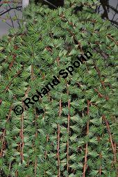 Japanische Lärche 'Stiff Weeping', Larix kaempferi 'Stiff Weeper', Pinaceae, Larix kaempferi 'Stiff Weeper', Japanische Lärche 'Stiff Weeper', Zweige Kauf von 07060_larix_kaempferi_stiff_weeper_dsc_3451.jpg
