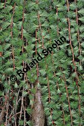 Japanische Lärche 'Stiff Weeping', Larix kaempferi 'Stiff Weeper', Pinaceae, Larix kaempferi 'Stiff Weeper', Japanische Lärche 'Stiff Weeper', Zweige Kauf von 07060_larix_kaempferi_stiff_weeper_dsc_3453.jpg