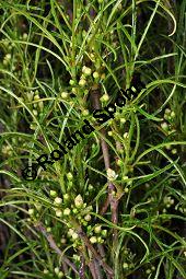 Farnblättriger Faulbaum, Faulbaum 'Fine Line', Frangula alnus 'Fine Line', Rhamnus frangula 'Fine Line', Rhamnaceae, Frangula alnus 'Fine Line', Rhamnus frangula 'Fine Line', Farnblättriger Faulbaum, Faulbaum 'Fine Line', Blühend Kauf von 07065_frangula_alnus_fineline_dsc_3649.jpg