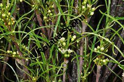 Farnblättriger Faulbaum, Faulbaum 'Fine Line', Frangula alnus 'Fine Line', Rhamnus frangula 'Fine Line', Rhamnaceae, Frangula alnus 'Fine Line', Rhamnus frangula 'Fine Line', Farnblättriger Faulbaum, Faulbaum 'Fine Line', Blühend Kauf von 07065_frangula_alnus_fineline_dsc_3650.jpg