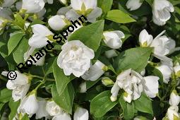 Pfeifenstrauch 'Manteau d'Hermine', Falscher Jasmin 'Manteau d'Hermine', Philadelphus 'Manteau d' Hermine', Philadelphus 'Manteau d' Hermine', Pfeifenstrauch 'Manteau d'Hermine', Falscher Jasmin 'Manteau d'Hermine', Hydrangeaceae, Blühend Kauf von 07069_philadelphus_manteau_dhermine_dsc_4151.jpg