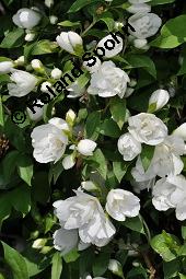 Pfeifenstrauch 'Manteau d'Hermine', Falscher Jasmin 'Manteau d'Hermine', Philadelphus 'Manteau d' Hermine', Philadelphus 'Manteau d' Hermine', Pfeifenstrauch 'Manteau d'Hermine', Falscher Jasmin 'Manteau d'Hermine', Hydrangeaceae, Blühend Kauf von 07069_philadelphus_manteau_dhermine_dsc_4152.jpg