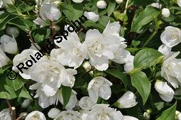 Pfeifenstrauch 'Manteau d'Hermine', Falscher Jasmin 'Manteau d'Hermine', Philadelphus 'Manteau d' Hermine', Philadelphus 'Manteau d' Hermine', Pfeifenstrauch 'Manteau d'Hermine', Falscher Jasmin 'Manteau d'Hermine', Hydrangeaceae, Blühend Kauf von 07069_philadelphus_manteau_dhermine_dsc_4153.jpg