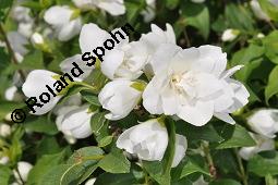 Pfeifenstrauch 'Manteau d'Hermine', Falscher Jasmin 'Manteau d'Hermine', Philadelphus 'Manteau d' Hermine', Philadelphus 'Manteau d' Hermine', Pfeifenstrauch 'Manteau d'Hermine', Falscher Jasmin 'Manteau d'Hermine', Hydrangeaceae, Blühend Kauf von 07069_philadelphus_manteau_dhermine_dsc_4154.jpg