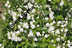 Pfeifenstrauch 'Manteau d'Hermine', Falscher Jasmin 'Manteau d'Hermine', Philadelphus 'Manteau d' Hermine', Philadelphus 'Manteau d' Hermine', Pfeifenstrauch 'Manteau d'Hermine', Falscher Jasmin 'Manteau d'Hermine', Hydrangeaceae, Blühend Kauf von 07069_philadelphus_manteau_dhermine_dsc_4155.jpg