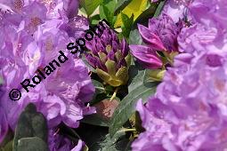 Catawba-Rhododendron 'Grandiflorum', Immergrüner Rhododendron Sorte, Rhododendron 'Catawbiense Grandiflorum', Rhododendron 'Catawbiense Grandiflorum', Catawba-Rhododendron 'Grandiflorum', Immergrüner Rhododendron Sorte, Ericaceae, Blühend Kauf von 07070_rhododendron_catawbiense_grandiflorum_dsc_4174.jpg