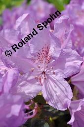 Catawba-Rhododendron 'Grandiflorum', Immergrüner Rhododendron Sorte, Rhododendron 'Catawbiense Grandiflorum', Rhododendron 'Catawbiense Grandiflorum', Catawba-Rhododendron 'Grandiflorum', Immergrüner Rhododendron Sorte, Ericaceae, Blühend Kauf von 07070_rhododendron_catawbiense_grandiflorum_dsc_4175.jpg