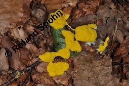 Lohblüte, Fuligo septica, Fuligo septica, Lohblüte, Schleimpilze, Habitus Kauf von 07075_fuligo_septica_dsc_2026.jpg