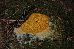 Lohblüte, Fuligo septica, Fuligo septica, Lohblüte, Schleimpilze, Habitus Kauf von 07075_fuligo_septica_dsc_4098.jpg