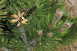 Panzerkiefer 'Compact Gem', Schlangenhaut-Kiefer 'Compact Gem', Pinus heldreichii 'Compact Gem', Pinus leucodermis 'Compact Gem', Pinus heldreichii 'Compact Gem', Pinus leucodermis 'Compact Gem', Panzerkiefer 'Compact Gem', Schlangenhaut-Kiefer 'Compact Gem', Pinaceae, weiblich blühend Kauf von 07078_pinus_heldreichii_compact_gem_dsc_4114.jpg