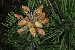 Panzerkiefer 'Compact Gem', Schlangenhaut-Kiefer 'Compact Gem', Pinus heldreichii 'Compact Gem', Pinus leucodermis 'Compact Gem', Pinus heldreichii 'Compact Gem', Pinus leucodermis 'Compact Gem', Panzerkiefer 'Compact Gem', Schlangenhaut-Kiefer 'Compact Gem', Pinaceae, weiblich blühend Kauf von 07078_pinus_heldreichii_compact_gem_dsc_4115.jpg