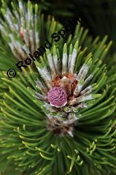 Panzerkiefer 'Compact Gem', Schlangenhaut-Kiefer 'Compact Gem', Pinus heldreichii 'Compact Gem', Pinus leucodermis 'Compact Gem', Pinus heldreichii 'Compact Gem', Pinus leucodermis 'Compact Gem', Panzerkiefer 'Compact Gem', Schlangenhaut-Kiefer 'Compact Gem', Pinaceae, weiblich blühend Kauf von 07078_pinus_heldreichii_compact_gem_dsc_4116.jpg