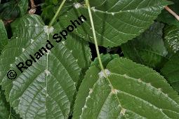 Linde, Tilia sp., Tilia sp., Linde, Tiliaceae, Blattausschnitt, mit Gallen der Gallmilbe Eriophyes exilis Kauf von 07080_tilia_sp_dsc_0554.jpg