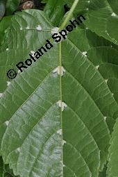 Linde, Tilia sp., Tilia sp., Linde, Tiliaceae, Blattausschnitt, mit Gallen der Gallmilbe Eriophyes exilis Kauf von 07080_tilia_sp_dsc_0555.jpg