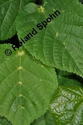 Linde, Tilia sp., Tilia sp., Linde, Tiliaceae, Blattausschnitt, mit Gallen der Gallmilbe Eriophyes exilis Kauf von 07080_tilia_sp_dsc_0556.jpg