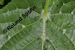 Linde, Tilia sp., Tilia sp., Linde, Tiliaceae, Blattausschnitt, mit Gallen der Gallmilbe Eriophyes exilis Kauf von 07080_tilia_sp_dsc_0557.jpg