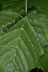 Linde, Tilia sp., Tilia sp., Linde, Tiliaceae, Blattausschnitt, mit Gallen der Gallmilbe Eriophyes exilis Kauf von 07080_tilia_sp_dsc_0558.jpg