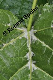 Linde, Tilia sp., Tilia sp., Linde, Tiliaceae, Blattausschnitt, mit Gallen der Gallmilbe Eriophyes exilis Kauf von 07080_tilia_sp_dsc_0559.jpg