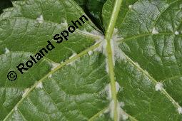 Linde, Tilia sp., Tilia sp., Linde, Tiliaceae, Blattausschnitt, mit Gallen der Gallmilbe Eriophyes exilis Kauf von 07080_tilia_sp_dsc_0560.jpg