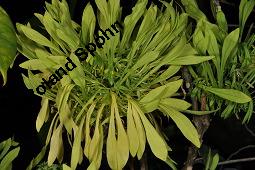 Euadenia eminens, Euadenia eminens, Capparaceae, Blühend Kauf von 07089_euadenia_eminens_dsc_4316.jpg