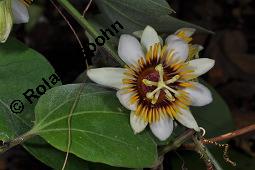Dicht-seidenhaarige Passionsblume, Passiflora holosericea, Passiflora reticulata, Passiflora holosericea, Passiflora reticulata, Dicht-seidenhaarige Passionsblume, Passifloraceae, Blühend Kauf von 07093_passiflora_holosericea_dsc_4308.jpg