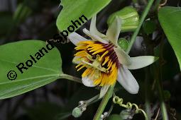 Dicht-seidenhaarige Passionsblume, Passiflora holosericea, Passiflora reticulata, Passiflora holosericea, Passiflora reticulata, Dicht-seidenhaarige Passionsblume, Passifloraceae, Blühend Kauf von 07093_passiflora_holosericea_dsc_4309.jpg