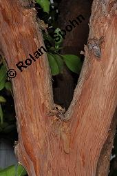 Bastard-Erdbeerbaum, Arbutus x andrachnoides, Arbutus andrachnoides, Arbutus x andrachnoides, Arbutus andrachnoides, Bastard-Erdbeerbaum, Ericaceae, Stammausschnitt und beblätterter Zweig Kauf von 07095_arbutus_andrachnoides_dsc_4343.jpg