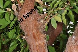 Bastard-Erdbeerbaum, Arbutus x andrachnoides, Arbutus andrachnoides, Arbutus x andrachnoides, Arbutus andrachnoides, Bastard-Erdbeerbaum, Ericaceae, Stammausschnitt und beblätterter Zweig Kauf von 07095_arbutus_andrachnoides_dsc_4344.jpg