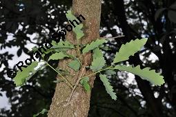 Aleppo-Eiche, Quercus infectoria ssp. veneris, Quercus infectoria ssp. veneris, Aleppo-Eiche, Fagaceae, Beblättert Kauf von 07101_quercus_infectoria_veneris_dsc_4410.jpg