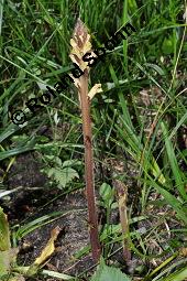 Blasser Distel-Würger, Netzige Distel-Sommerwurz, Blasse Netz-Sommerwurz, Blasse Distel-Sommerwurz, Orobanche reticulata ssp. pallescens, Orobanche reticulata ssp. pallescens, Blasser Distel-Würger, Netzige Distel-Sommerwurz, Blasse Netz-Sommerwurz, Blasse Distel-Sommerwurz, Orobanchaceae, Blühend Kauf von 07110_orobanche_reticulata_pallescens_dsc_4593.jpg