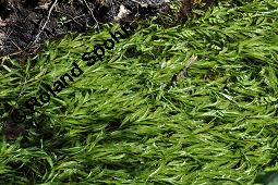 Alpen-Laichkraut, Potamogeton alpinus, Potamogeton rufescens, Potamogeton alpinus, Potamogeton rufescens, Alpen-Laichkraut, Potamogetonaceae, Habitus vegetativ, mit Berula erecta, Schmalblättriger Merk Kauf von 07111_potamogeton_alpinus_dsc_4623.jpg