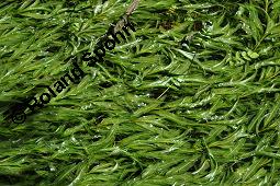 Alpen-Laichkraut, Potamogeton alpinus, Potamogeton rufescens, Potamogeton alpinus, Potamogeton rufescens, Alpen-Laichkraut, Potamogetonaceae, Habitus vegetativ, mit Berula erecta, Schmalblättriger Merk Kauf von 07111_potamogeton_alpinus_dsc_4624.jpg