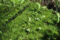 Alpen-Laichkraut, Potamogeton alpinus, Potamogeton rufescens, Potamogeton alpinus, Potamogeton rufescens, Alpen-Laichkraut, Potamogetonaceae, Habitus vegetativ, mit Berula erecta, Schmalblättriger Merk Kauf von 07111_potamogeton_alpinus_dsc_4625.jpg