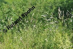 Siebenbürgisches Perlgras, Siebenbürger Wimper-Perlgras, Melica transsylvanica, Melica transsylvanica, Siebenbürgisches Perlgras, Siebenbürger Wimper-Perlgras, Poaceae, fruchtend Kauf von 07113_melica_transsylvanica_dsc_4658.jpg