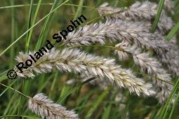 Siebenbürgisches Perlgras, Siebenbürger Wimper-Perlgras, Melica transsylvanica, Melica transsylvanica, Siebenbürgisches Perlgras, Siebenbürger Wimper-Perlgras, Poaceae, fruchtend Kauf von 07113_melica_transsylvanica_dsc_4660.jpg