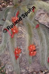 Affenschwanzkaktus, Hildewintera colademononis, Hildewintera colademononis, Affenschwanzkaktus, Cactaceae, Blühend Kauf von 07116_hildewintera_colademononis_dsc_5034.jpg