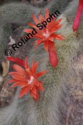 Affenschwanzkaktus, Hildewintera colademononis, Hildewintera colademononis, Affenschwanzkaktus, Cactaceae, Blühend Kauf von 07116_hildewintera_colademononis_dsc_5035.jpg