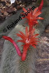 Affenschwanzkaktus, Hildewintera colademononis, Hildewintera colademononis, Affenschwanzkaktus, Cactaceae, Blühend Kauf von 07116_hildewintera_colademononis_dsc_5036.jpg