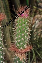 Kaktus, Arrojadoa rhodantha, Arrojadoa rhodantha, Cactaceae, Knospend, mit durchwachsenem Cephalium Kauf von 07117_arrojadoa_rhodantha_dsc_5040.jpg