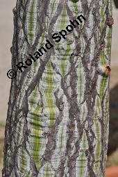 Pseudobombax ellipticum, Bombax ellipticum, Pseudobombax ellipticum, Bombax ellipticum, Bombacaceae, Rinde Kauf von 07119_pseudobombax_ellipticum_dsc_5047.jpg