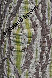 Pseudobombax ellipticum, Bombax ellipticum, Pseudobombax ellipticum, Bombax ellipticum, Bombacaceae, Rinde Kauf von 07119_pseudobombax_ellipticum_dsc_5048.jpg