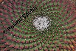 Schnurrbärtiger Warzenkaktus, Mammillaria mystax f. erythra, Mammillaria mystax f. erythra, Schnurrbärtiger Warzenkaktus, Cactaceae, Vegetativ Kauf von 07121_mammillaria_mystax_erythra_dsc_5055.jpg