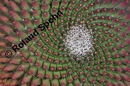 Schnurrbärtiger Warzenkaktus, Mammillaria mystax f. erythra, Mammillaria mystax f. erythra, Schnurrbärtiger Warzenkaktus, Cactaceae, Vegetativ Kauf von 07121_mammillaria_mystax_erythra_dsc_5056.jpg