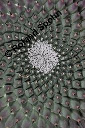 Schnurrbärtiger Warzenkaktus, Mammillaria mystax f. erythra, Mammillaria mystax f. erythra, Schnurrbärtiger Warzenkaktus, Cactaceae, Vegetativ Kauf von 07121_mammillaria_mystax_erythra_dsc_5057.jpg