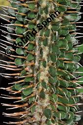 Alluaudie, Alluaudia montagnacii, Alluaudia montagnacii, Alluaudie, Didiereaceae, Stammausschnitt mit Blättern Kauf von 07125_alluaudia_montagnacii_dsc_5065.jpg