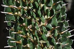 Alluaudie, Alluaudia montagnacii, Alluaudia montagnacii, Alluaudie, Didiereaceae, Stammausschnitt mit Blättern Kauf von 07125_alluaudia_montagnacii_dsc_5066.jpg