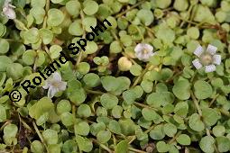 Zarter Gauchheil, Anagallis tenella, Jirasekia tenella, Anagallis tenella, Jirasekia tenella, Zarter Gauchheil, Primulaceae, Blühend Kauf von 07131_anagallis_tenella_dsc_5118.jpg