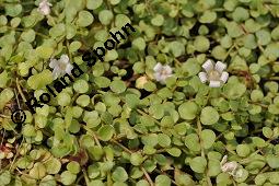 Zarter Gauchheil, Anagallis tenella, Jirasekia tenella, Anagallis tenella, Jirasekia tenella, Zarter Gauchheil, Primulaceae, Blühend Kauf von 07131_anagallis_tenella_dsc_5119.jpg