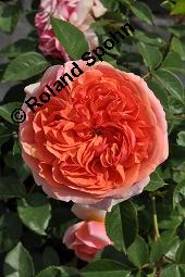Strauchrose 'Chippendale', Rosa 'Chippendale', Rosa 'Chippendale', Strauchrose 'Chippendale', Rosaceae, Blühend Kauf von 07137_rosa_chippendale_dsc_4158.jpg